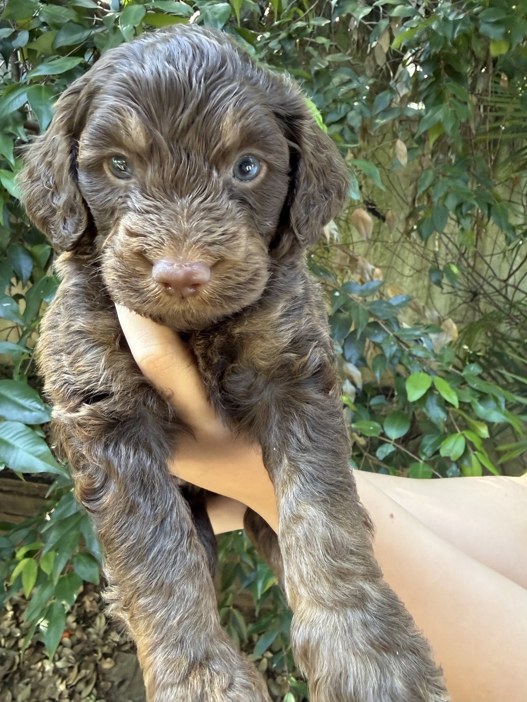 4 weeks old