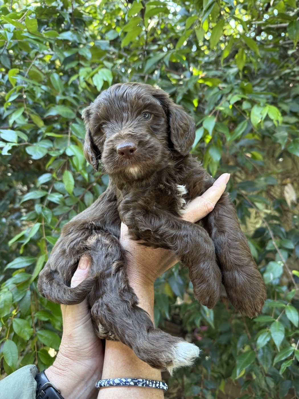 5.5 weeks old