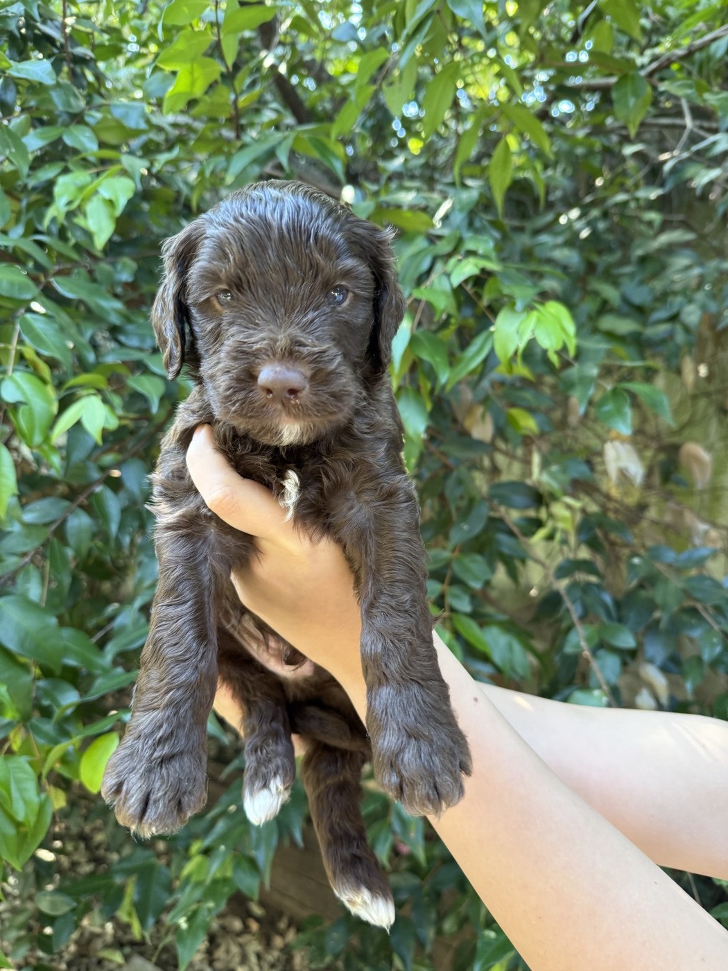 4 weeks old