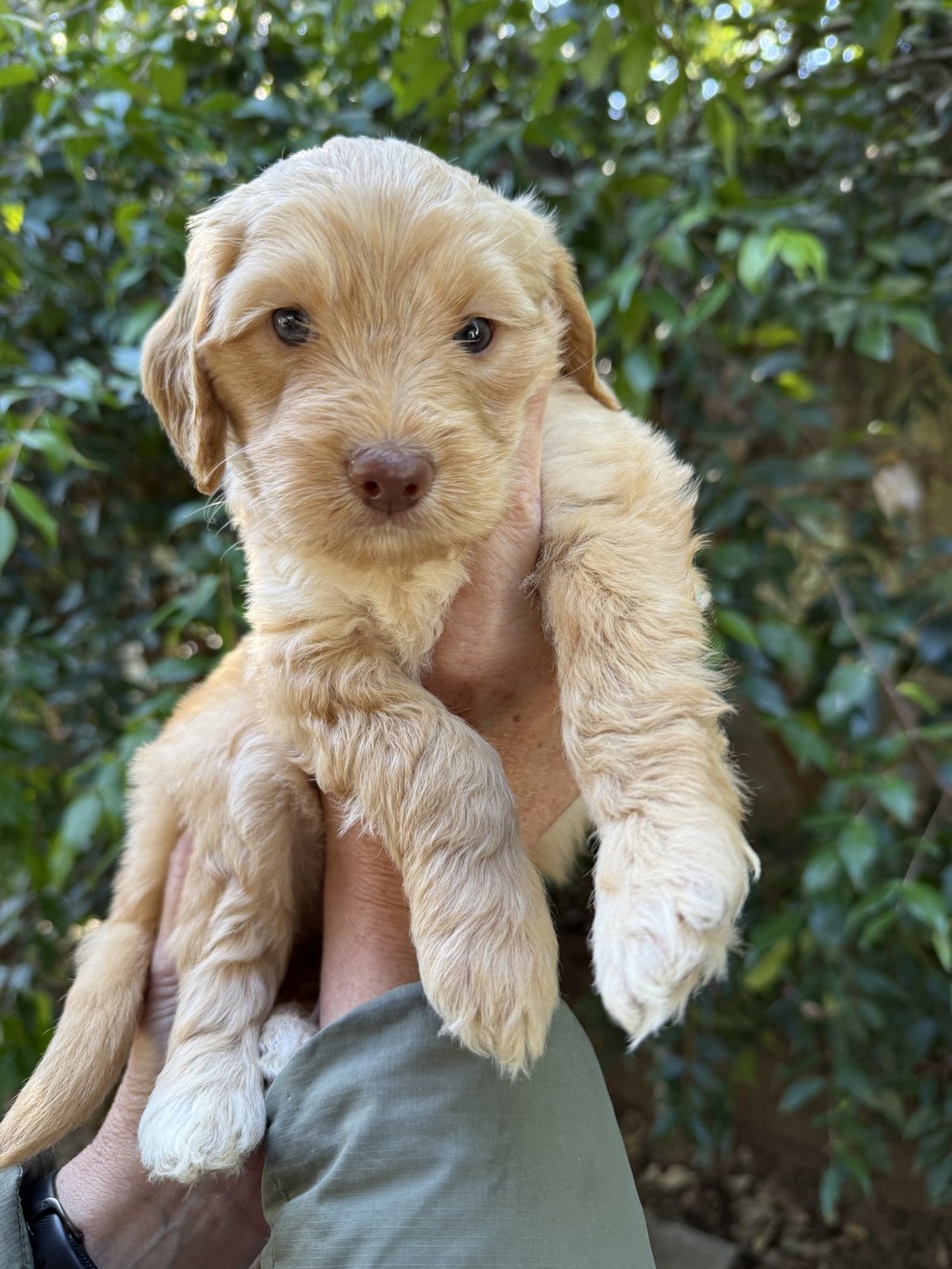 5.5 weeks old
