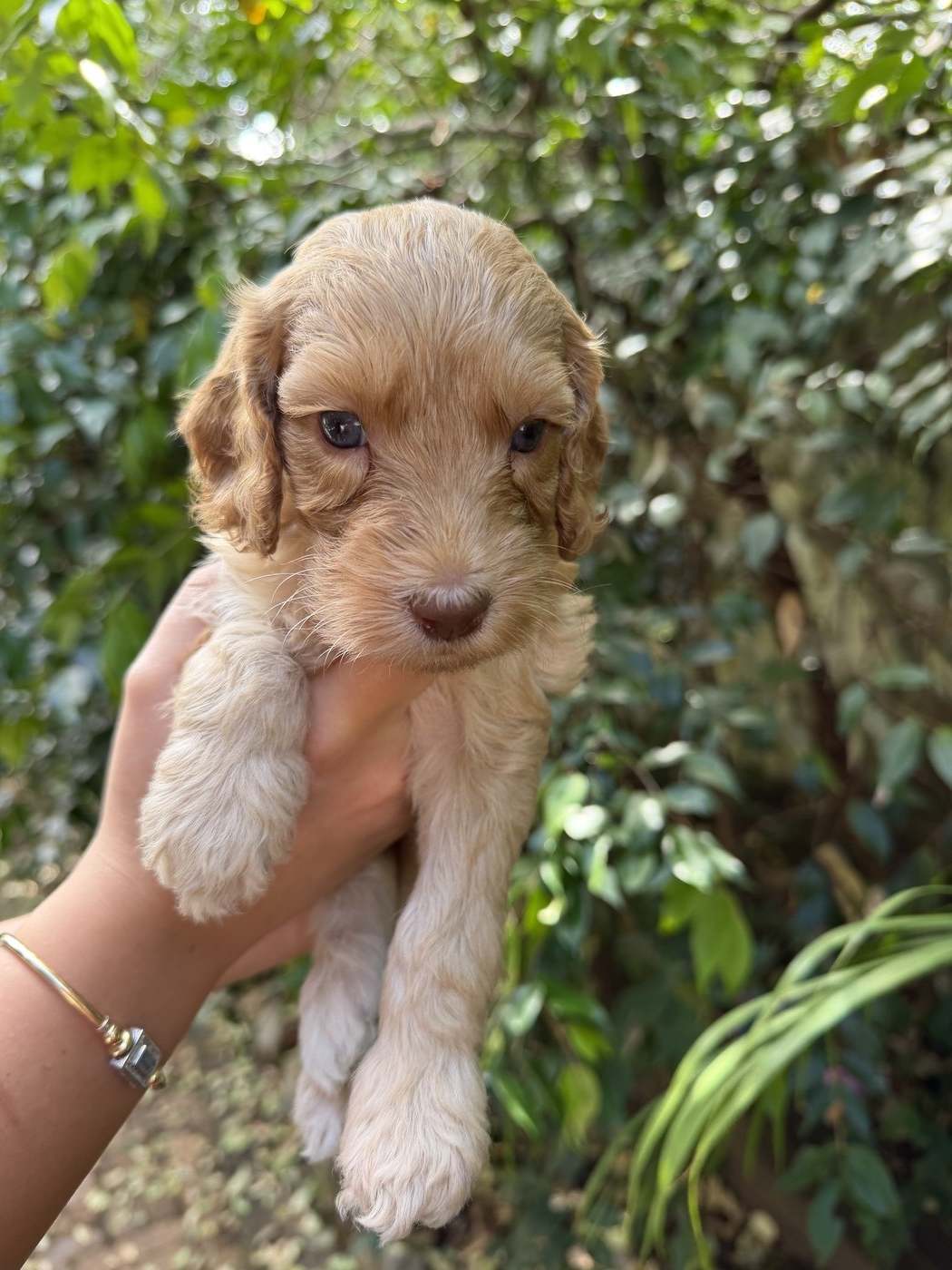 4 weeks old