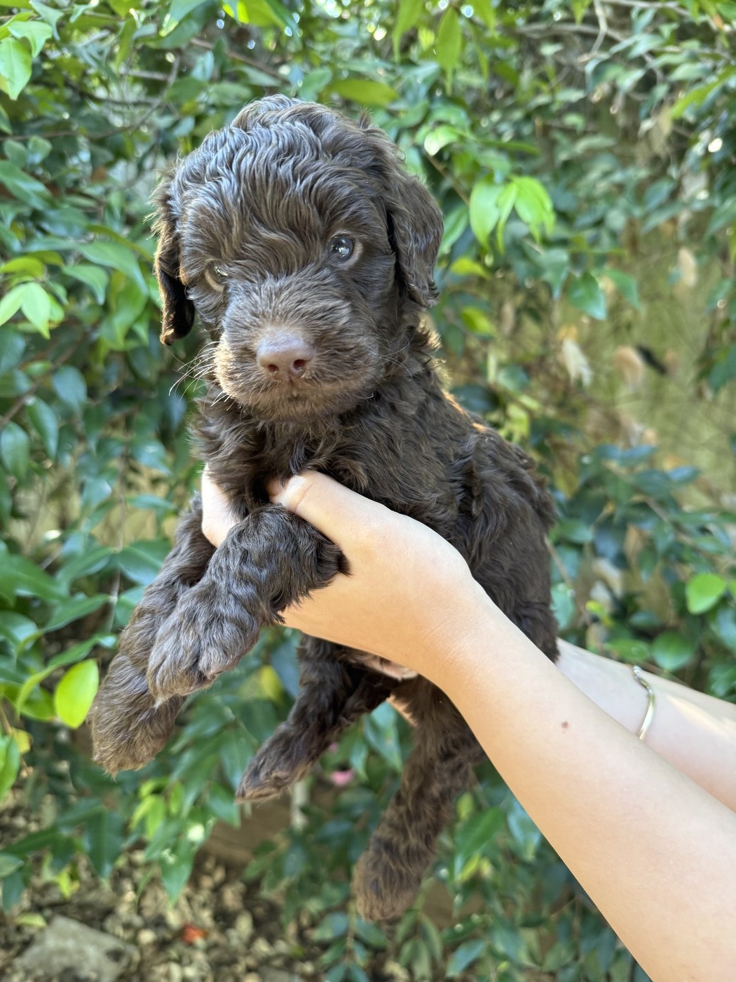 4 weeks old