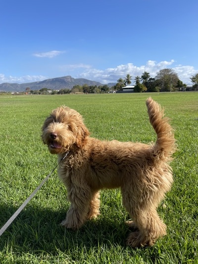 HOPSCOTCH Enzo (Enzo)