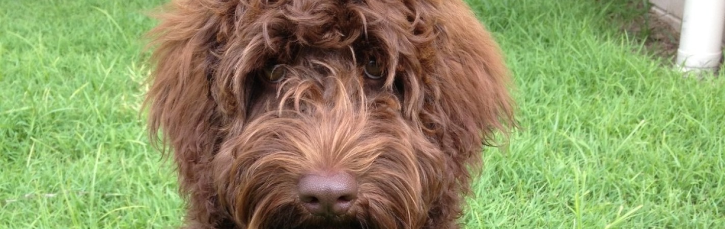 Home AUSTRALIAN LABRADOODLES