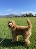 HOPSCOTCH Enzo (Enzo)